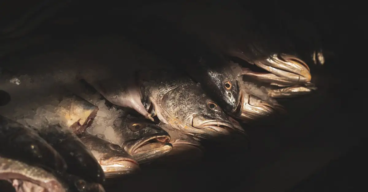 Hoeveel forel per persoon