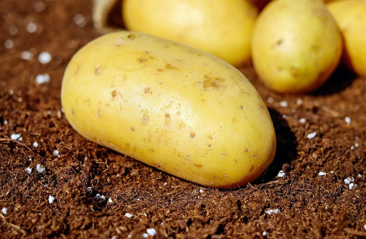 Hoeveel nieuwe aardappelen per persoon
