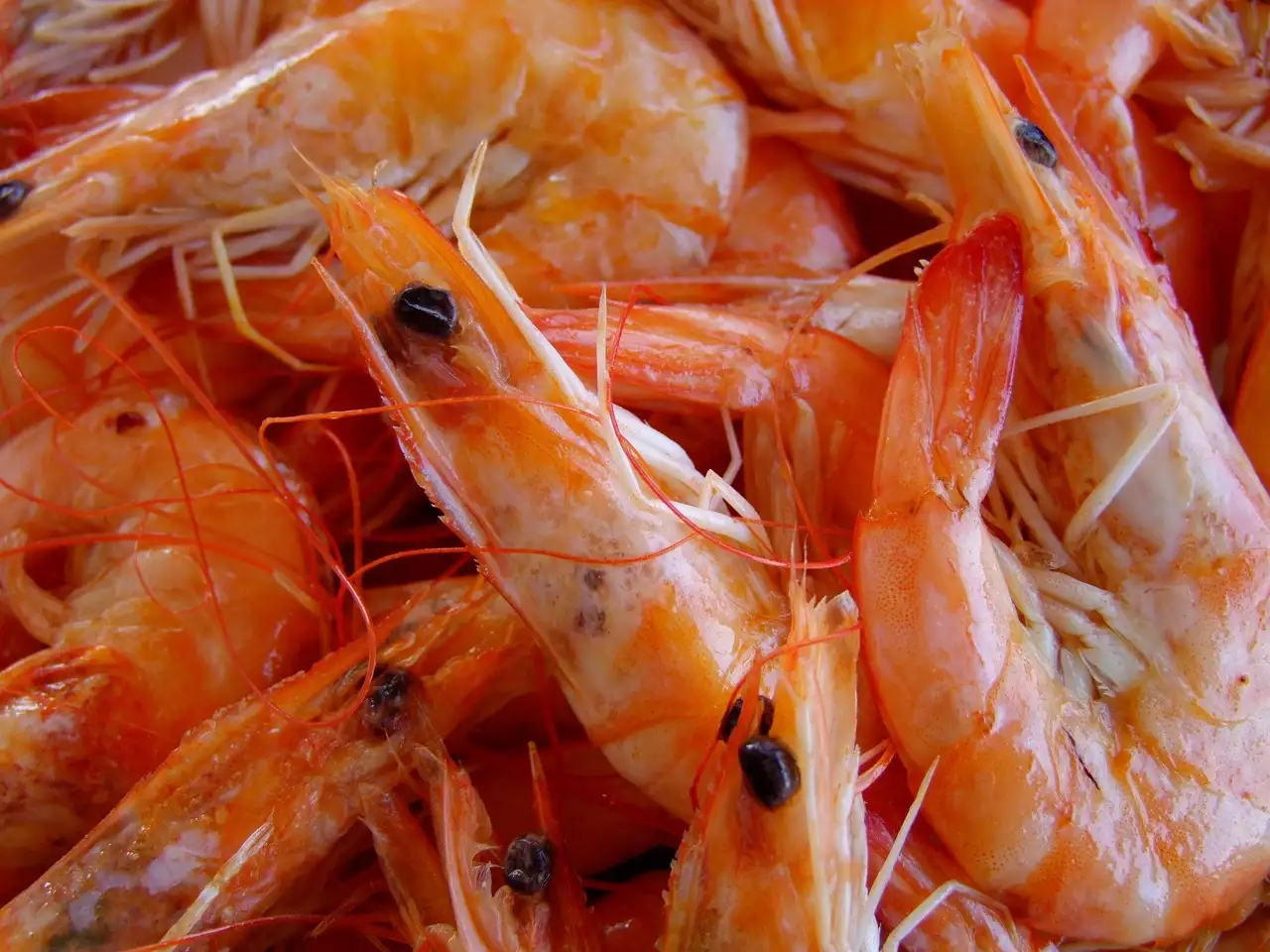 Hoeveel scampi’s per persoon