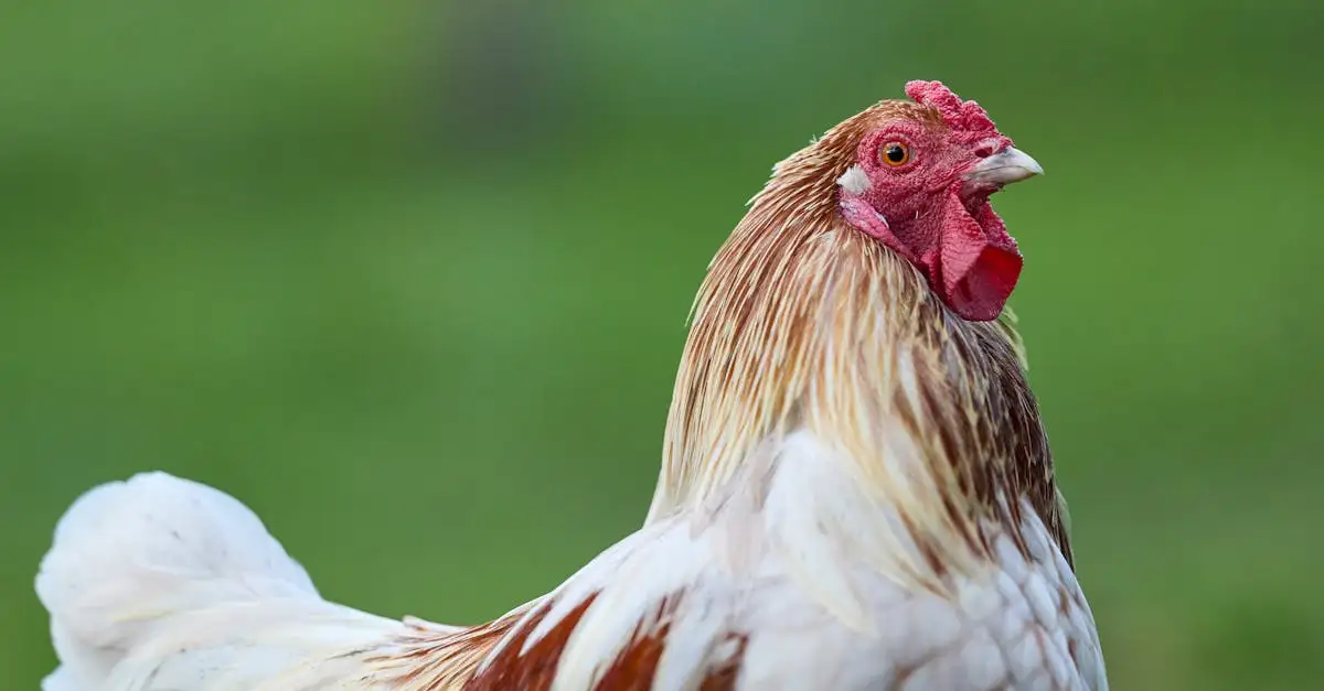 Hoeveel kip voor kipsaté per persoon