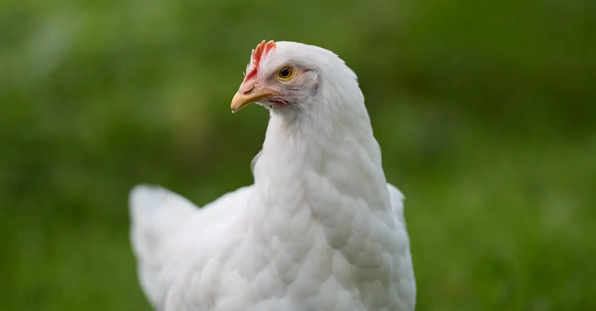 Hoeveel kip voor kipsaté per persoon